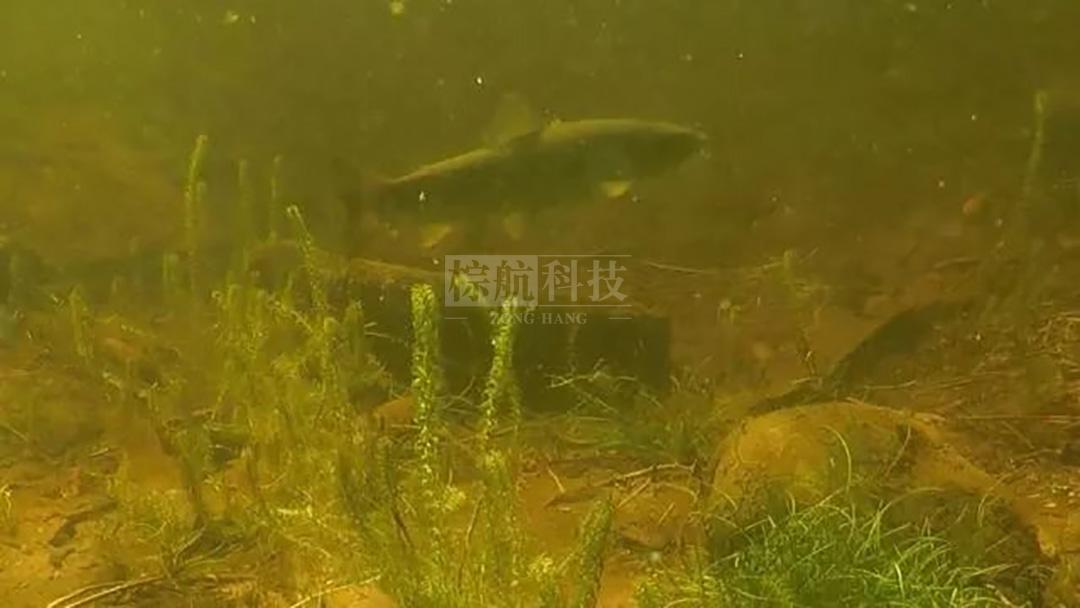 suoziyu.jpg